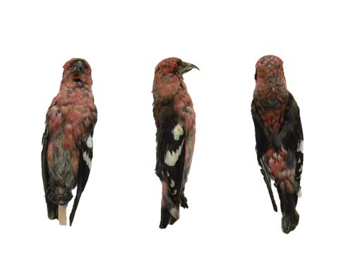 White Winged Crossbill